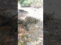 The Best Moment #animals #videoshort #shorts #naturevideo #komodo #trending