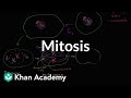 Mitosis | Cells | MCAT | Khan Academy
