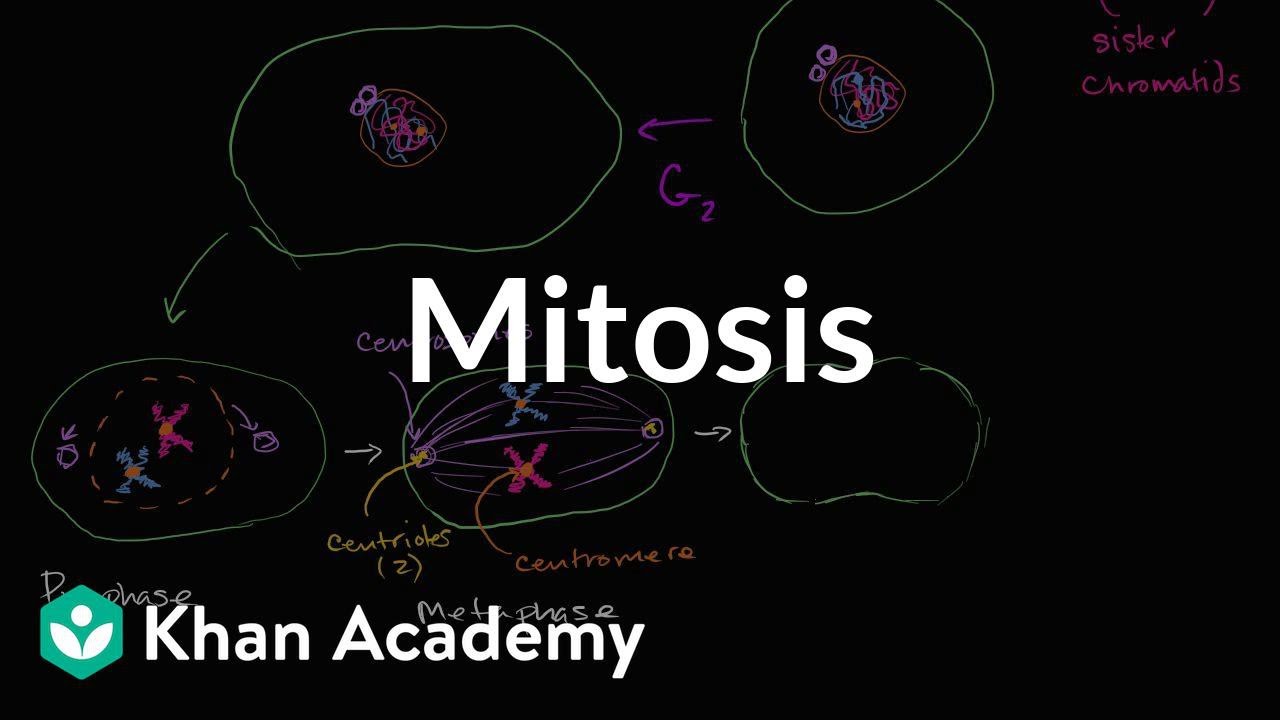 Mitosis Video Cell Division Khan Academy