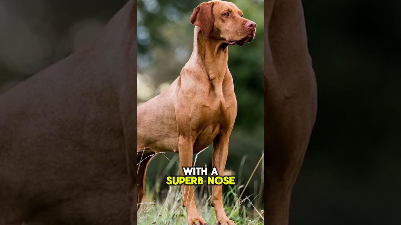 The Origin of the Vizsla 🔥