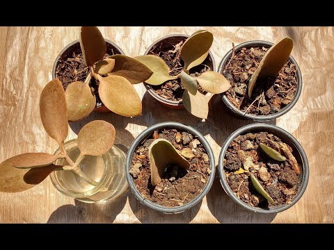 Video: ¿Cómo propagar la planta de hoja de cobre?