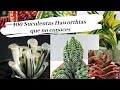 100 SUCULENTAS HAWORTIAS  EXÓTICAS Y RARAS - TOP DE  LAS MAS HERMOSAS