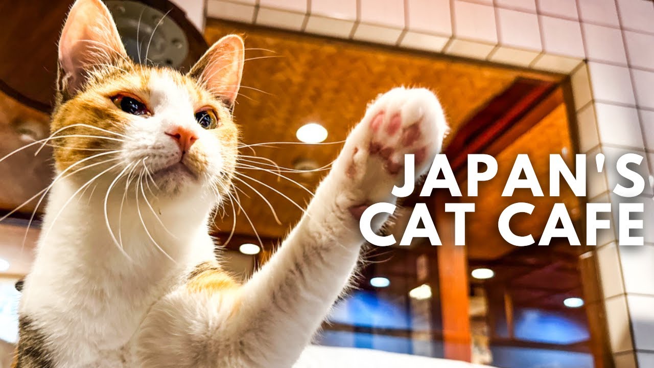 🐈💕Japan's Cat Ryokan?｜ Come with me to Osaka and stay a night inside a cat cafe!｜Solo Travel, 4K