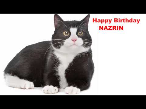 Nazrin  Cats Gatos - Happy Birthday