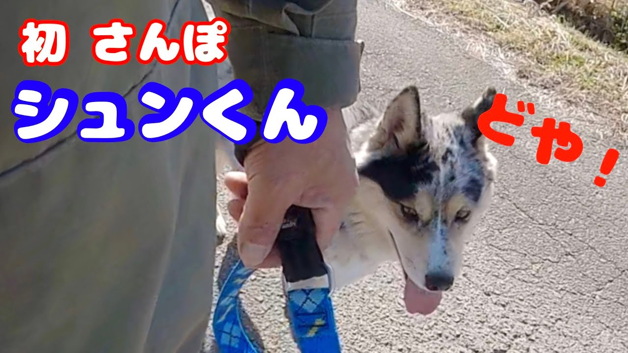気管の弱い犬やヘルニアなどで散歩トレーニングに悩まれている飼い主様へ👍
