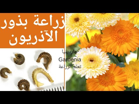 فيديو: زهرة الآذريون: كيفية زراعة الآذريون