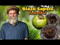 The Chocolate Pudding Fruit Black SAPOTE Smoothie The Chocolate Pudding Fruit Black SAPOTE Smoothie