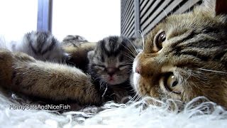 Purrfect video | Amazing Mother Cat and Cute Baby  Meowing Funny Kittens