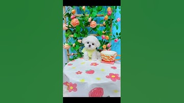 Puppy Grooming Socute #grooming #doggrooming #pomeranian #cutepets #cutedog #cutedogvideos