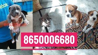 Pitbull puppies for sale in pure quality By Rohit Dog kennel 8650006680 in Dehradun Uttrakhand Pitbull puppies for sale in pure quality By Rohit Dog kennel 8650006680 in Dehradun Uttrakhand