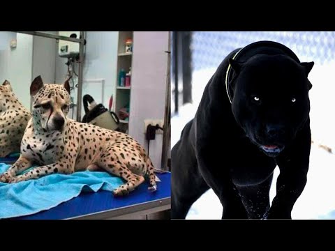 Vidéo: Top 10 des races de chien les plus rares au monde