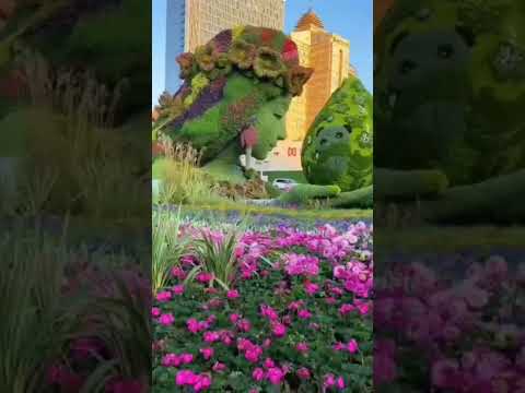 #dubai#miracle #garden#viralvideo #youtubeshorts #tiktok #uae#most beautiful# habibi#come#todubai
