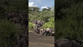 Wildebeest Migration Through Conservation Area