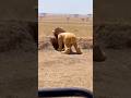“Lion” Meets a Warthog… and Things Get Weird 🦁😳 #FunnyAnimals