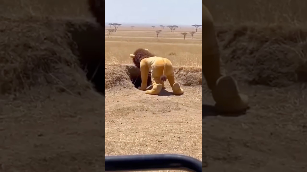 “Lion” Meets a Warthog… and Things Get Weird 🦁😳 #FunnyAnimals