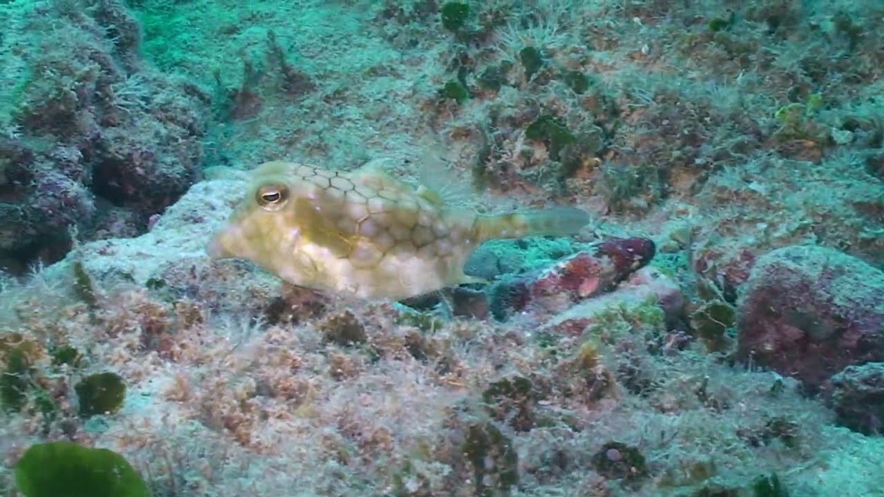 Hawaii's Puffer and Boxfish YouTube