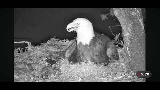Fraser Point Bald Eagles | Brave Mouse Rummages Through Nest! 4/3/26
