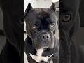 #shortsfeed #comedy #dog #humor #human #animals #shortvideo