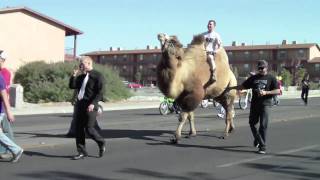 Sigma Alpha Epsilon and Camel at NMSU Homecoming Parade 2010