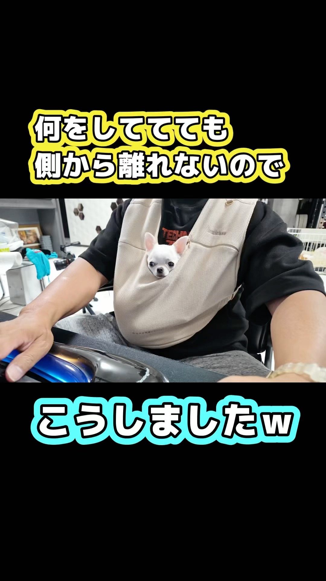 チワワのチョッピチャンネル - YouTube