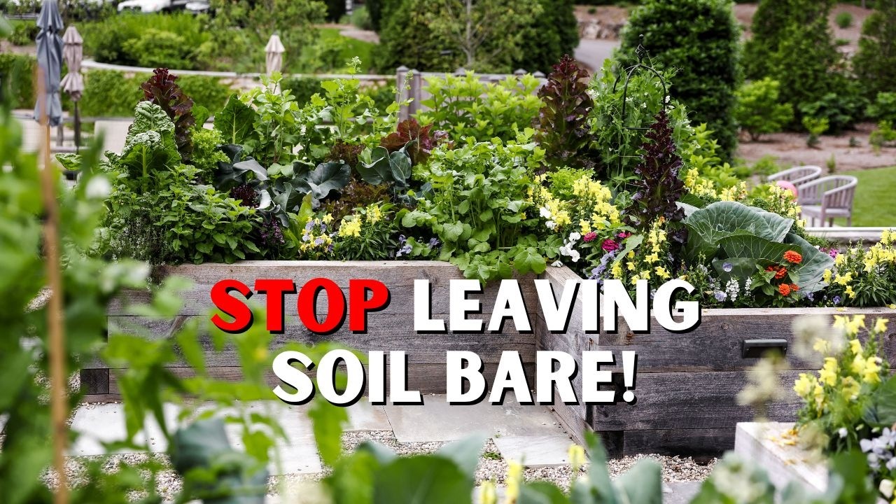 Three Words That Will Completely Change Your Raised Bed Garden