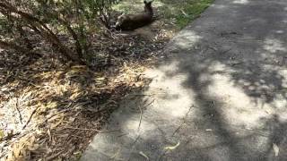 Kangaroo 2