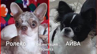 вязка 💕 роды‼️ПРЕЗЕНТАЦИЯ ЩЕНКИ ЧИХУАХУА РОЛЕКС+ АЙВА питомник Кастропуло Крым #puppy #chihuahua