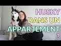 Un husky en appartement cest possible 