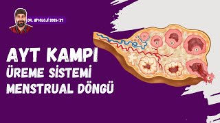 Üreme Sistemi Menstrual Döngü Dr. Biyoloji Ayt Dönem 2026 - 2027