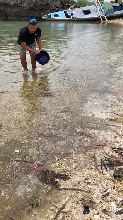 Suddenly, octopuses swarmed the beach of Sitio Mag Payong!