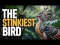 These Animals Use Smell As Their Secret Weapon