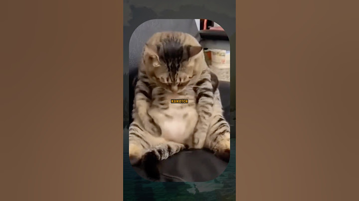 ВИРУСНЫЕ ВИДЕО / Самый толстый кот 🐱