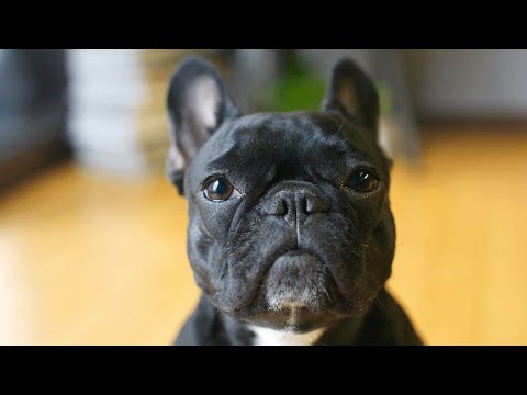 Video: Del veterinario: 6 preguntas que debe hacer sobre la comida de su perro