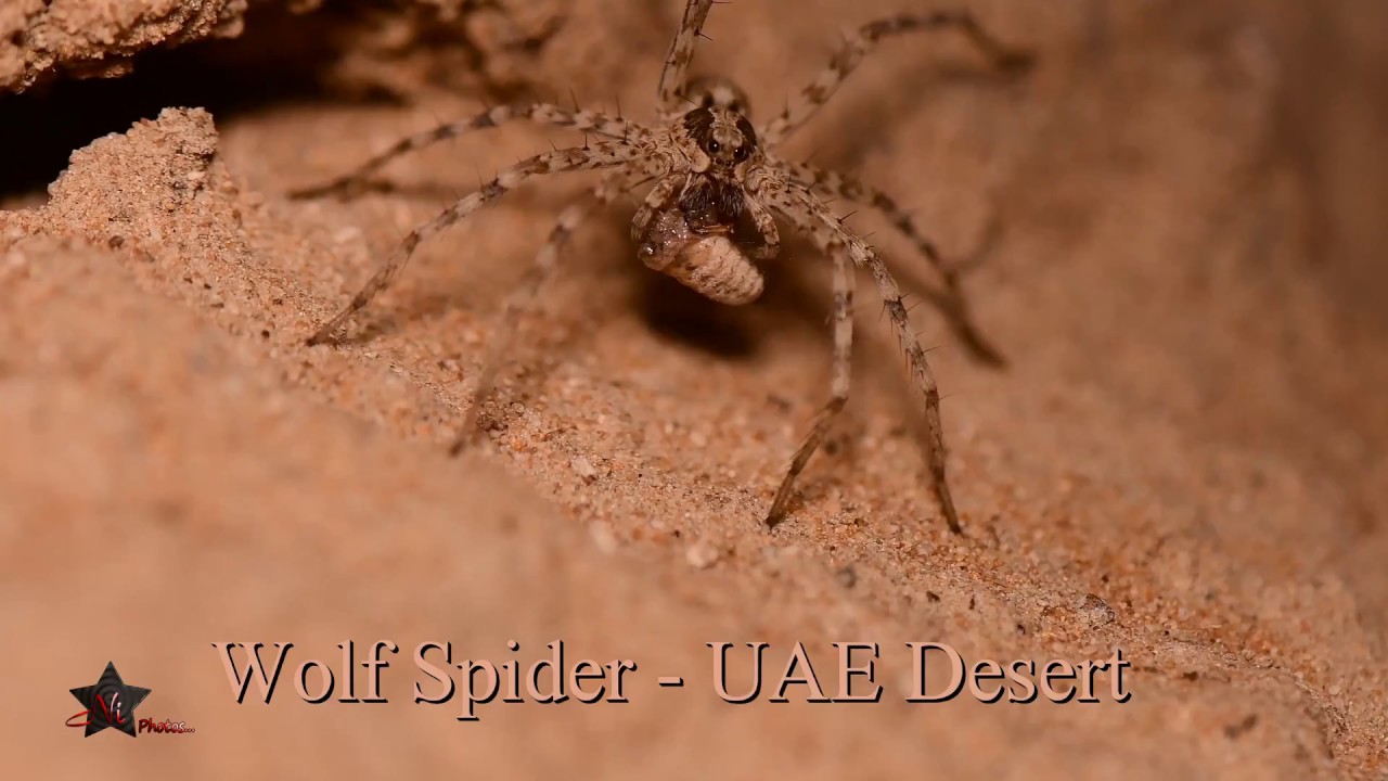 Wolf Spider UAE YouTube