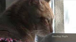 Reading Eagle: Animal Rescue League's Too Many Cats