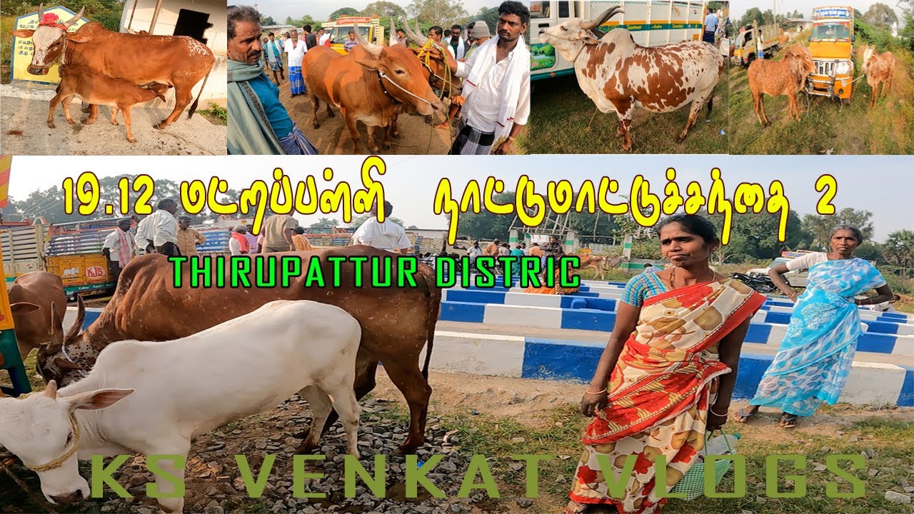 அட்டகாசமான நாட்டுகன்றுகள் சிறப்பான காளைகள் மட்றபள்ளிமாட்டுசந்தை பகுதி 2 