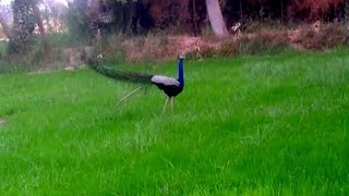 peacocks so naic birding |and peacocks lief vlog video 