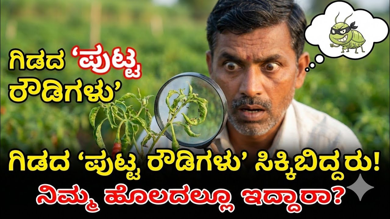 Aphids: ಎಲೆ ಮುದುಡಿದೆ, ಗಿಡ ಅಂಟಂಟಾಗಿದೆ? ಹಾಗಾದ್ರೆ ಇದು ಸಾಮಾನ್ಯ ರೋಗ ಅಲ್ಲ! | Aphids Complete Guide