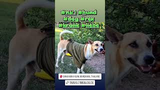 #caesper #puedpien #thailand #khamahuan #dog #hund #Rex #trauer #verlust #schmerz #allein #หมา