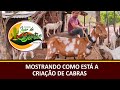 MOSTRANDO COMO ESTÁ A CRIAÇÃO DE CABRAS