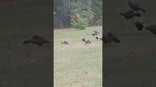 More Missouri Backyard Turkey Watching. #birds #turkey #hunting