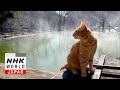 Tochigi: Kitty Guides - A Cat