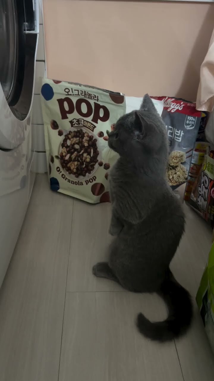 Bébé chaton très mignon ♥️ ♥️ ♥️ ♥️ ♥️ ♥️
