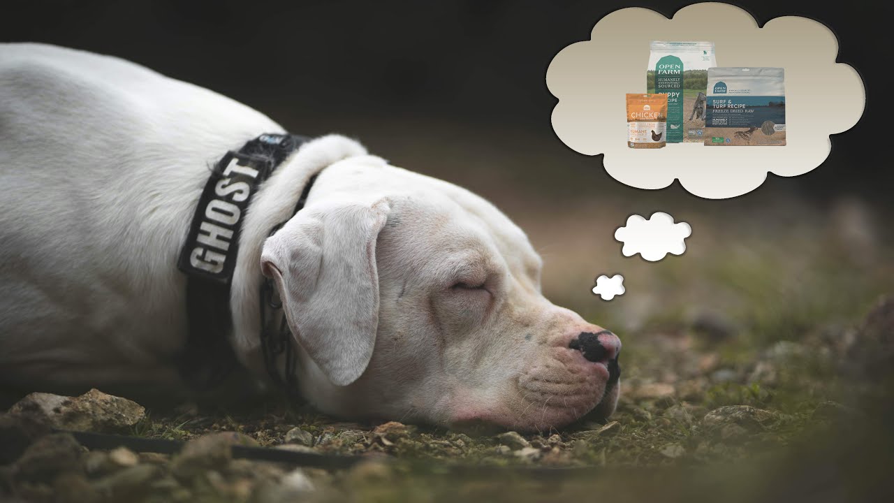 The MOST Transparent Under-Rated Dog Food Brand TODAY - Open Farm Dry