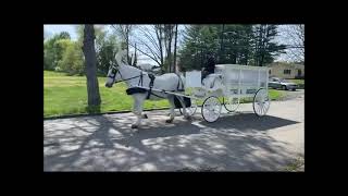 White Horse and Funeral Carriage Hughes FH to Fountain Lawn Memorial Park Trenton NJ April 27 2021