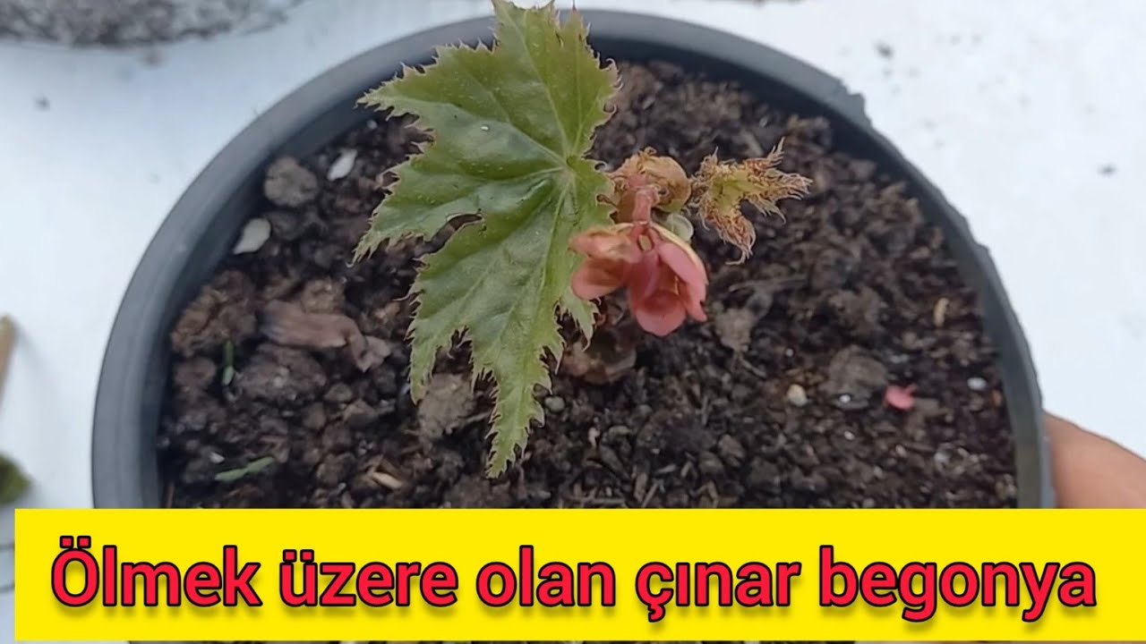 BEGONYA BAKIMI ÇINAR BEGONYA