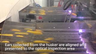 Seed Corn on Veo™ Optical Sorter