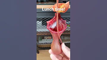 Pitcher plant eating an insect