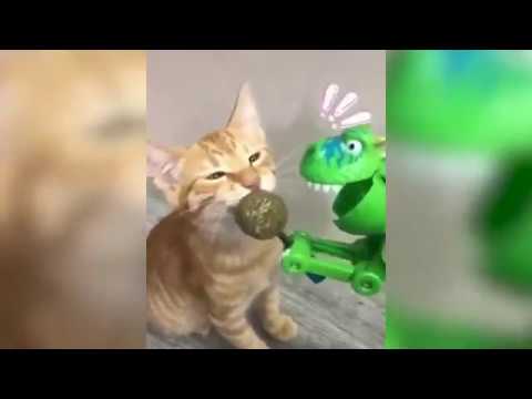 revers!!!-i-can't-stop-laughing.-best-jokes-with-animals