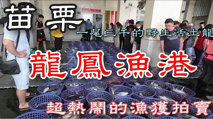 苗栗龙凤渔港丨超热闹的多种鱼货拍卖丨苗栗第一个鱼市好好逛丨Bustling and hustling Seafood Auction at Longfeng Fishing Port - 天天要闻